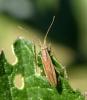 Stenodema calcarata